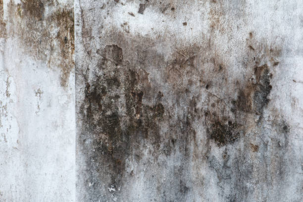 Best Mold Remediation for Healthcare Facilities  in North Port, FL