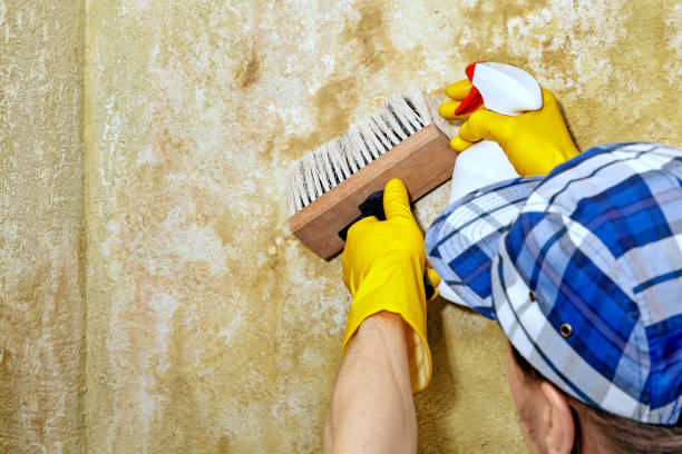 Best Mold Odor Removal Services  in North Port, FL