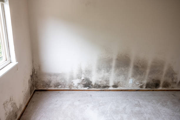 Best Attic Mold Removal  in North Port, FL